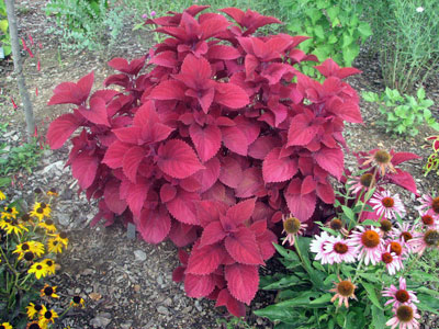 Coleus