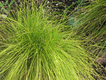 Ornamental grass