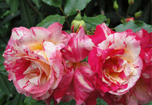 Two Roses - Click to Enlarge