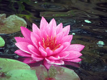 Water lily